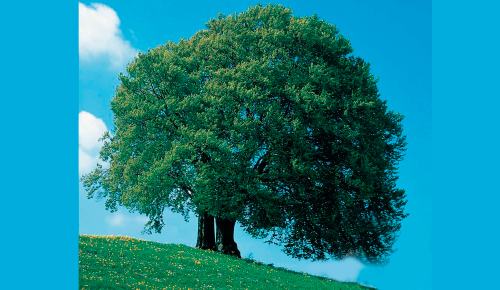 El árbol