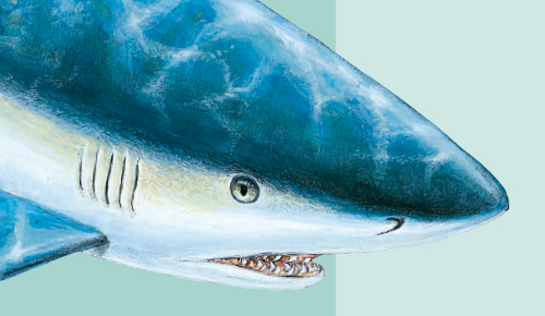 Los secretos de los tiburones